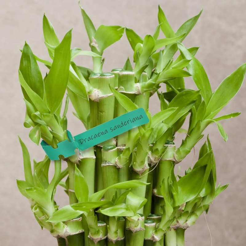 Plant Tag / Penanda Pokok / Ga - đánh giá và giá Plant Label Tags