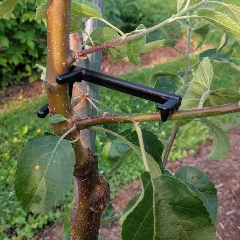Fruit Tree Branch Puller Plant - đánh giá và giá Root Watering Spike