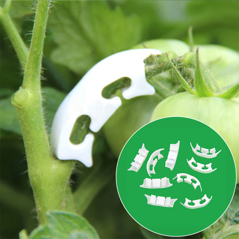 50/100pcs Botany-stem Vine Str - đánh giá và giá Gardening Tools Hoe