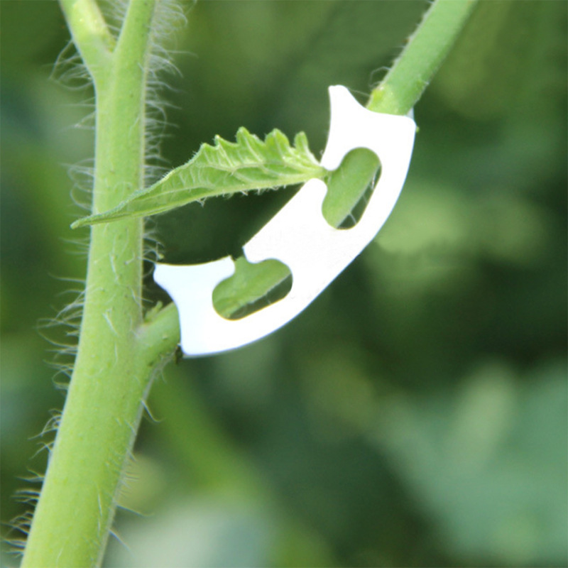 50/100pcs Botany-stem Vine Str - đánh giá và giá Gardening Tools Hoe