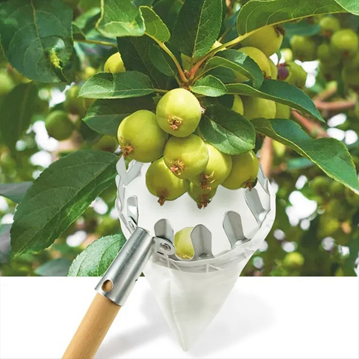 【Clearance Sale】Metal Fruit Pi - đánh giá và giá Gardening Tools For Sale